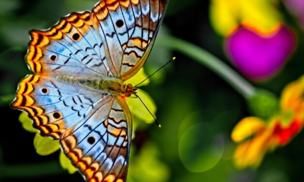 GOD IS IN THE BUTTERFLY BUSINESS